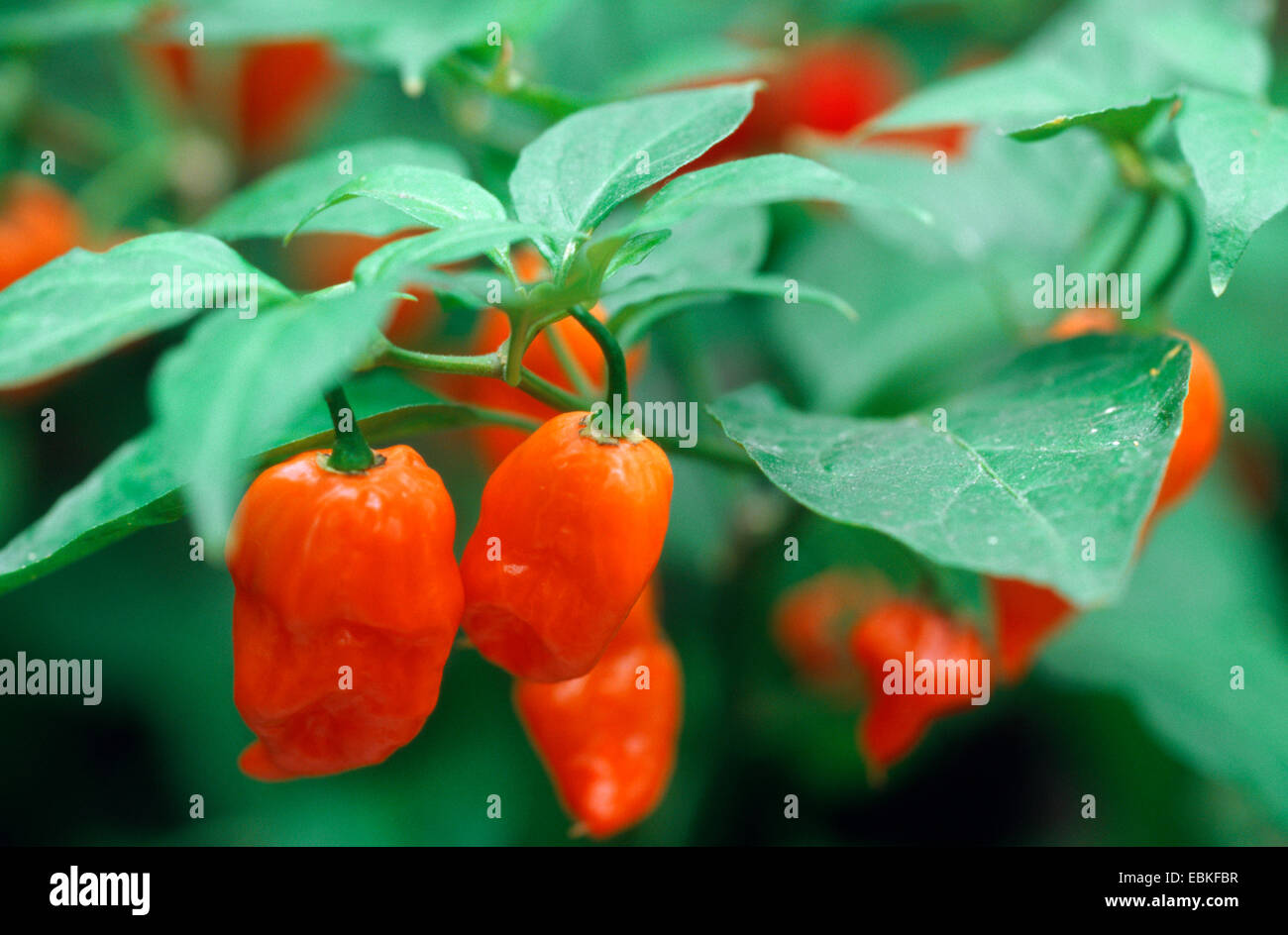 Poivron Rouge, paprika (Capsicum chinense Habanero', 'Capsicum chinense Habanero), les fruits du cultivar Habanero Banque D'Images