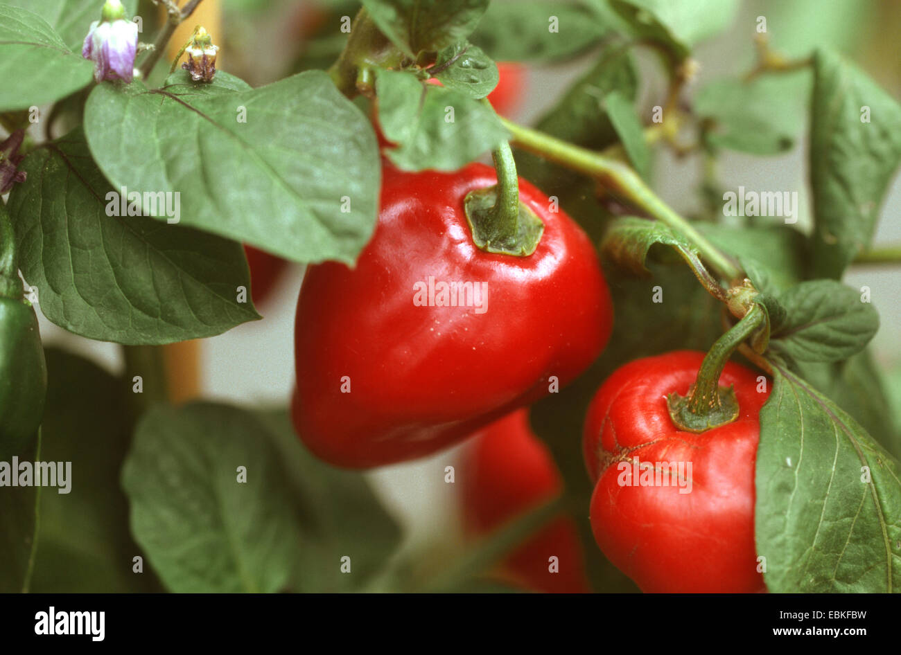 Poivron Rouge, paprika (Capsicum chinense Habanero rouge', 'Capsicum chinense Habanero rouge), les fruits du cultivar Habanero rouge Banque D'Images