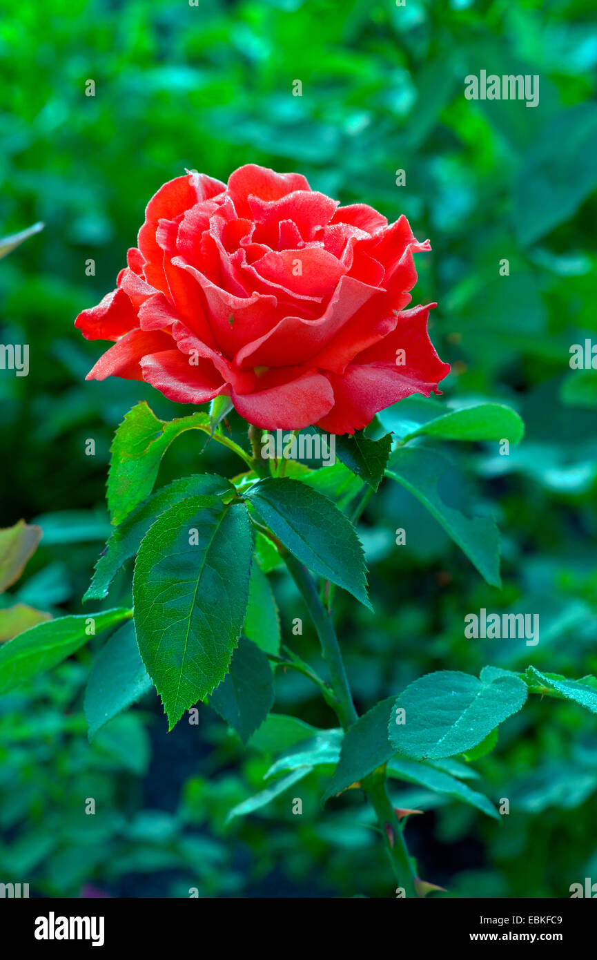 Plantes ornementales rosier (Rosa spec.), fleur Banque D'Images