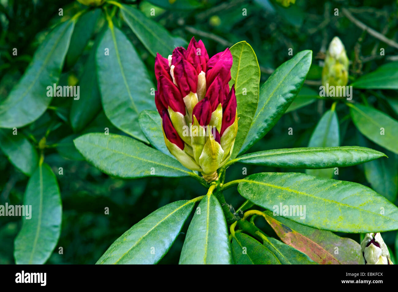 Rhododendron (Rhododendron 'Nova', la Zambie Zambie) Rhododendron Nova, inflorescence en bouton Banque D'Images