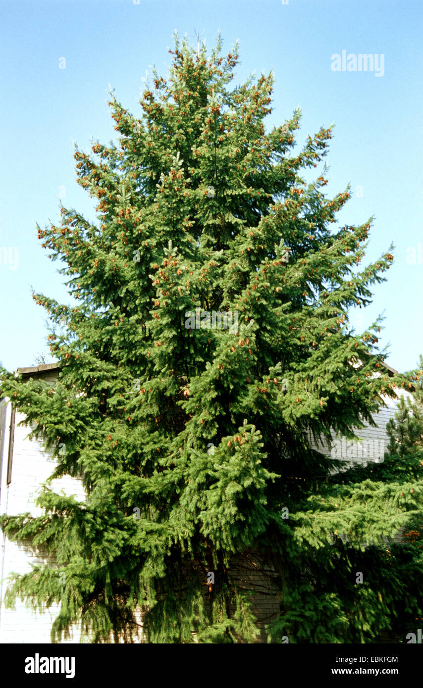 Jeune Pin De Douglas (Pseudotsuga Menziesii) En Conteneur 3-4L - Plein Soleil
