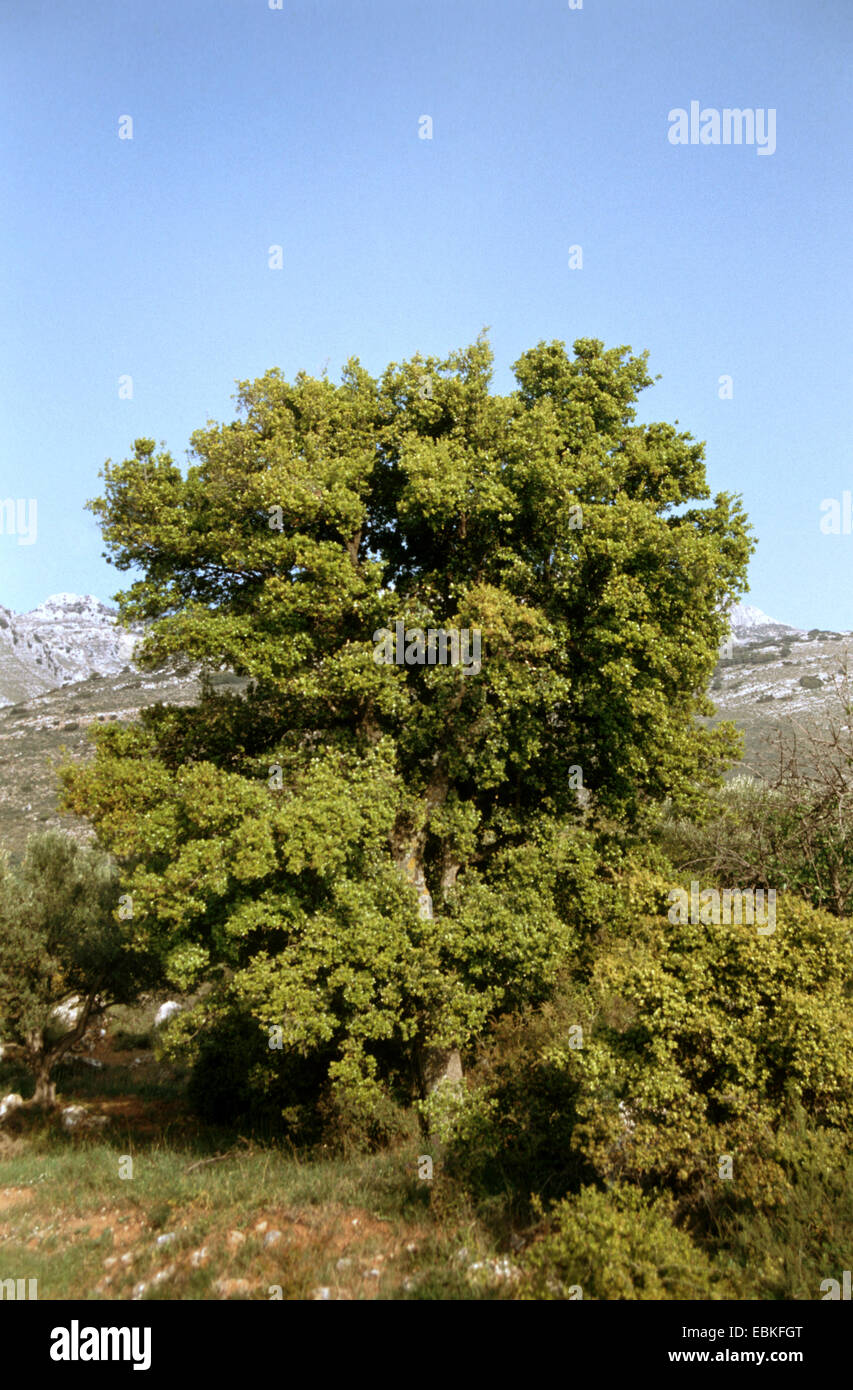 Chêne vert, chênevert (Quercus ilex), seul arbre Photo Stock Alamy