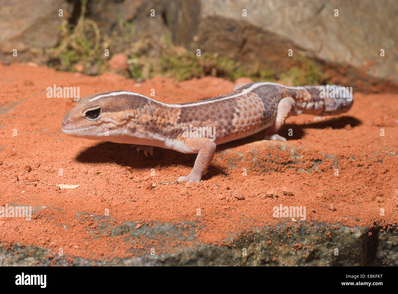 Gecko à queue grasse, African Fat-tailed Gecko (Hemitheconyx caudicinctus), sur une pierre Banque D'Images