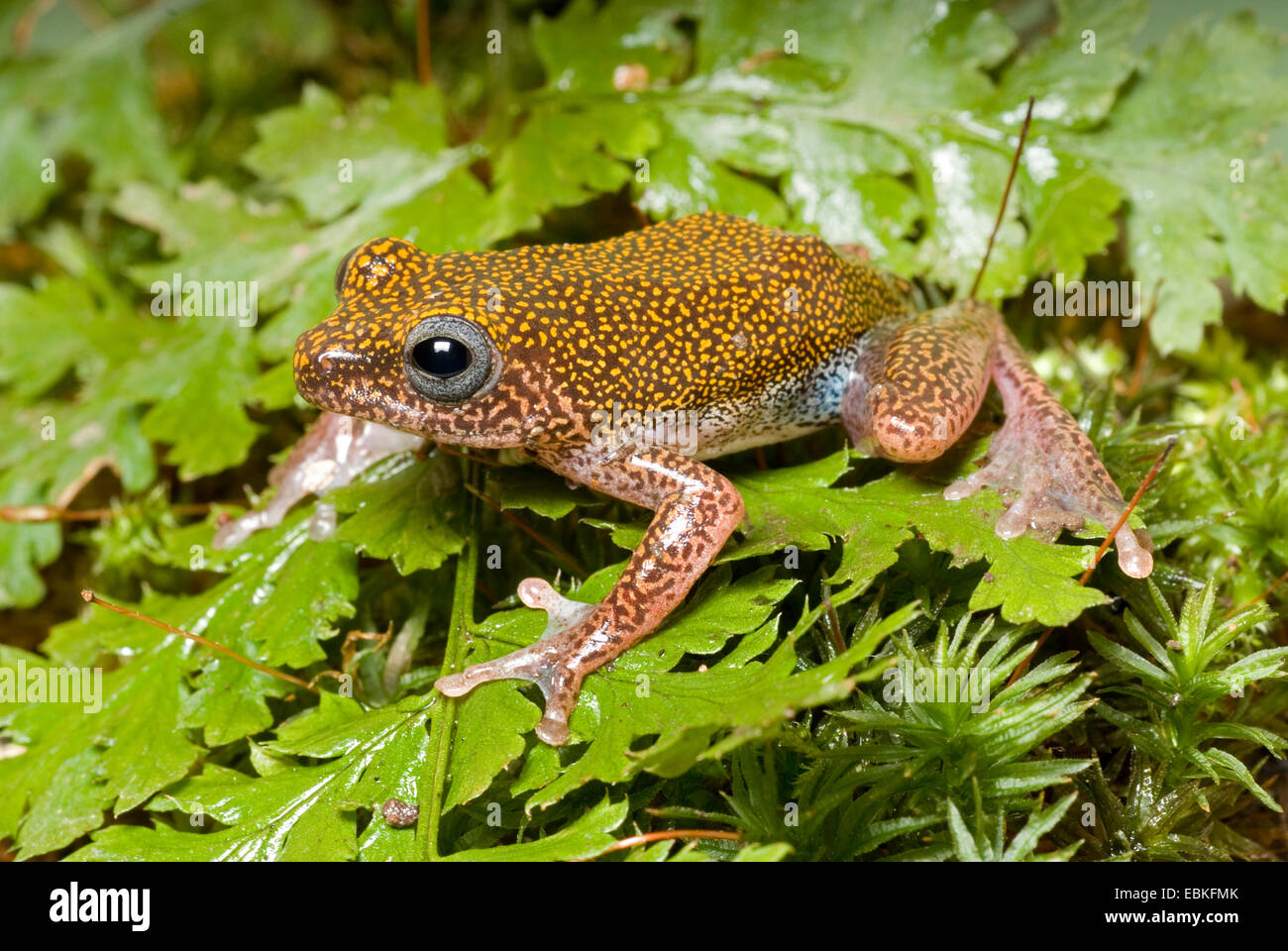 Reed Grenouille (Hyperolius guttulatus), assis sur une feuille Banque D'Images