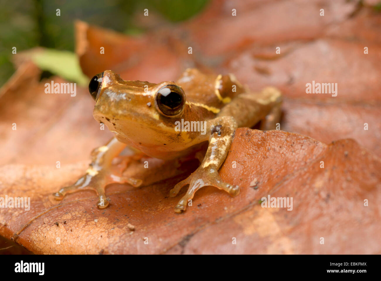 Reed Grenouille (Hyperolius spec. ), Sur la feuille marron Banque D'Images