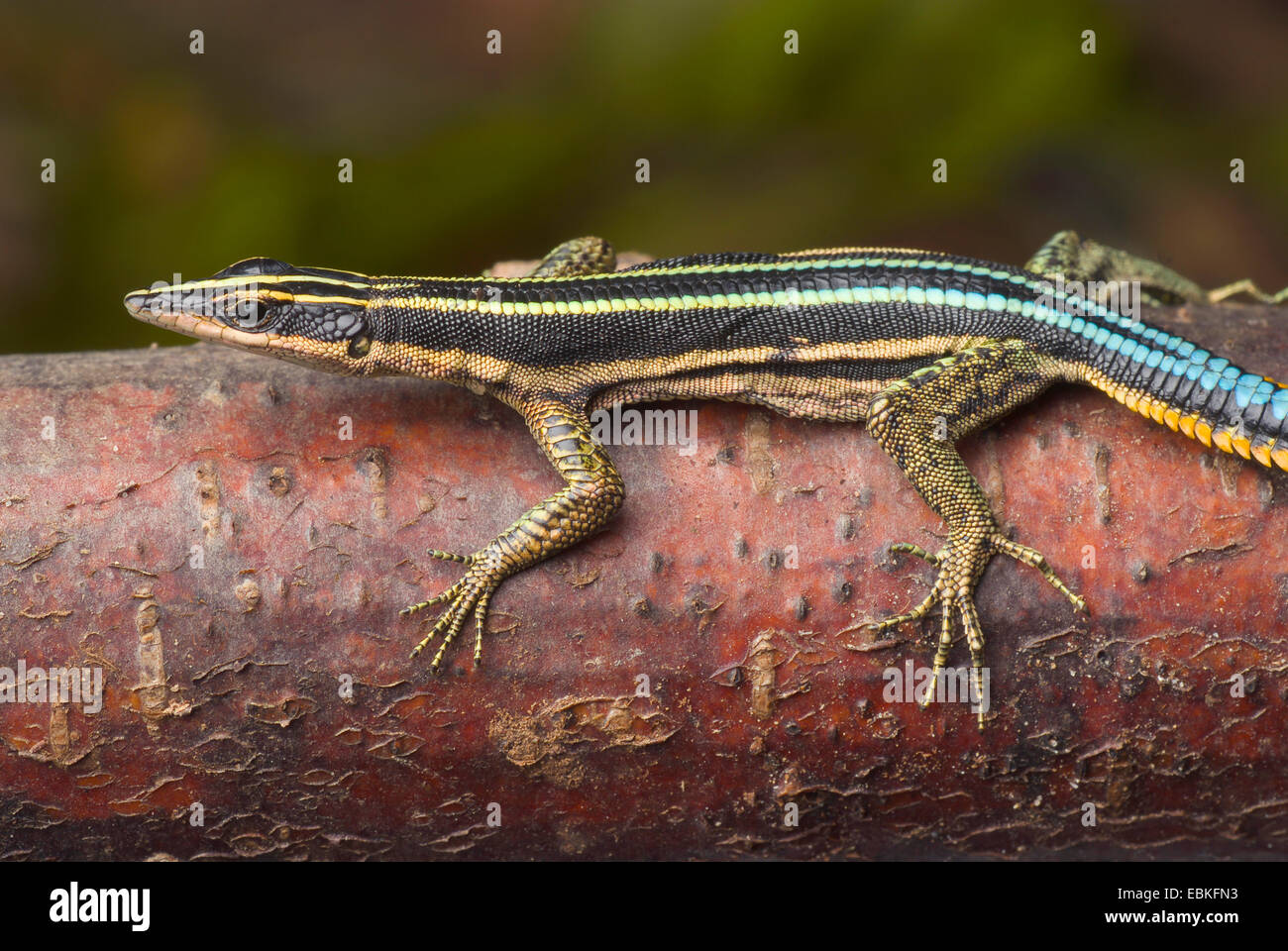 Sawtail, lézard à queue bleue néon (Holaspis guentheri), sur une branche Banque D'Images