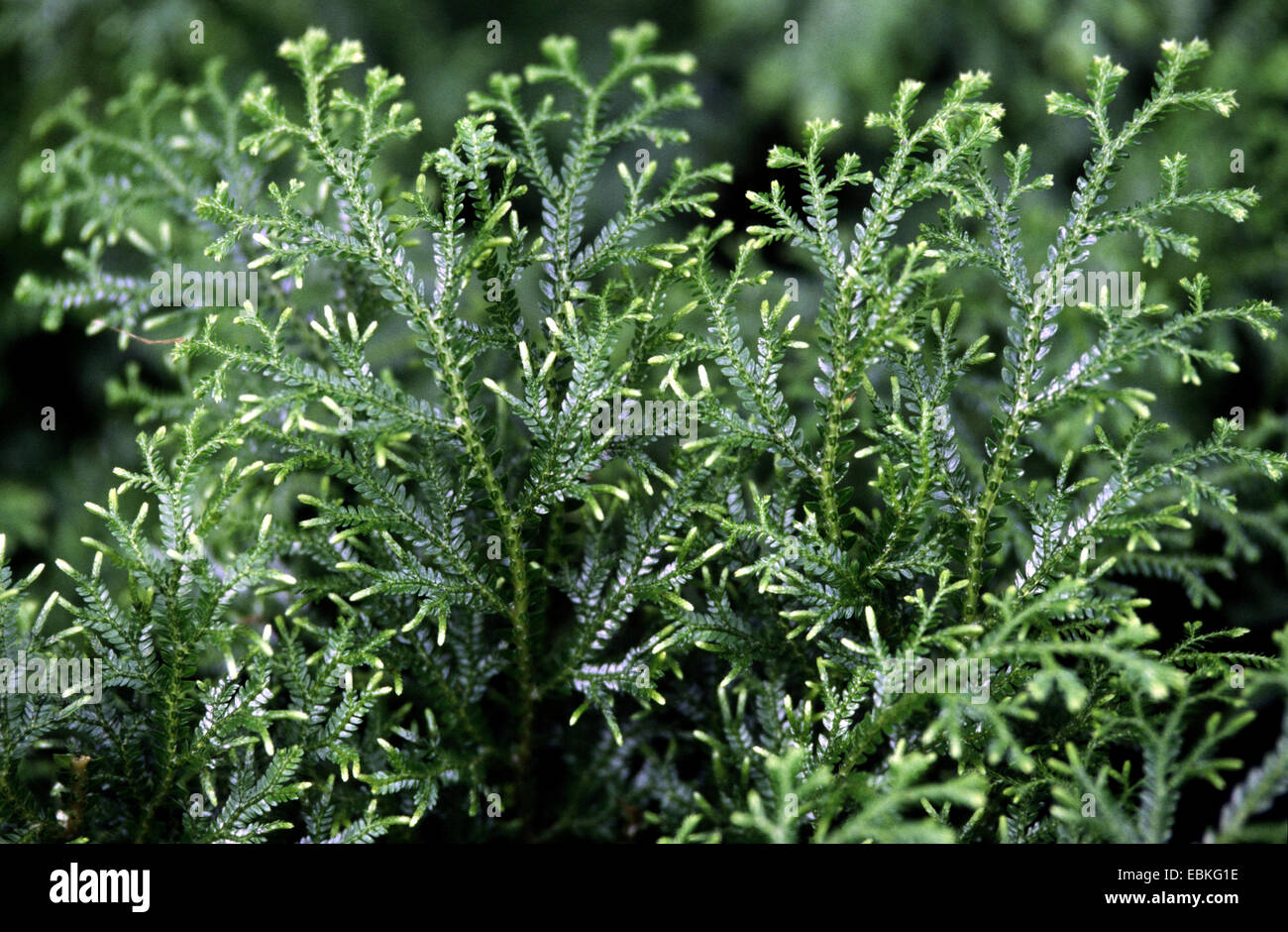 Clubmoss, Selaginella martensii (spikemoss), de l'habitude Banque D'Images