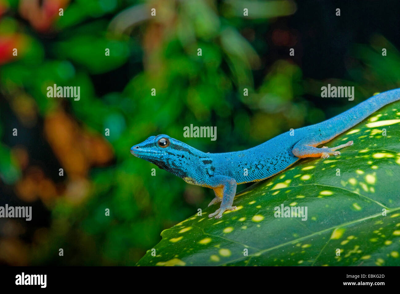Gecko bleu électrique, Williams (Gecko Lygodactylus williamsi nain), homme assis sur une plante Banque D'Images