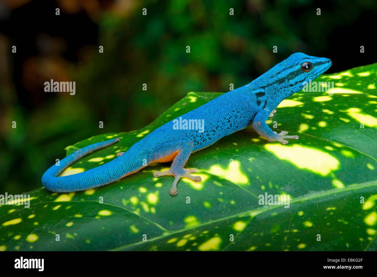 Gecko bleu électrique, Williams (Gecko Lygodactylus williamsi nain), homme assis sur une plante Banque D'Images