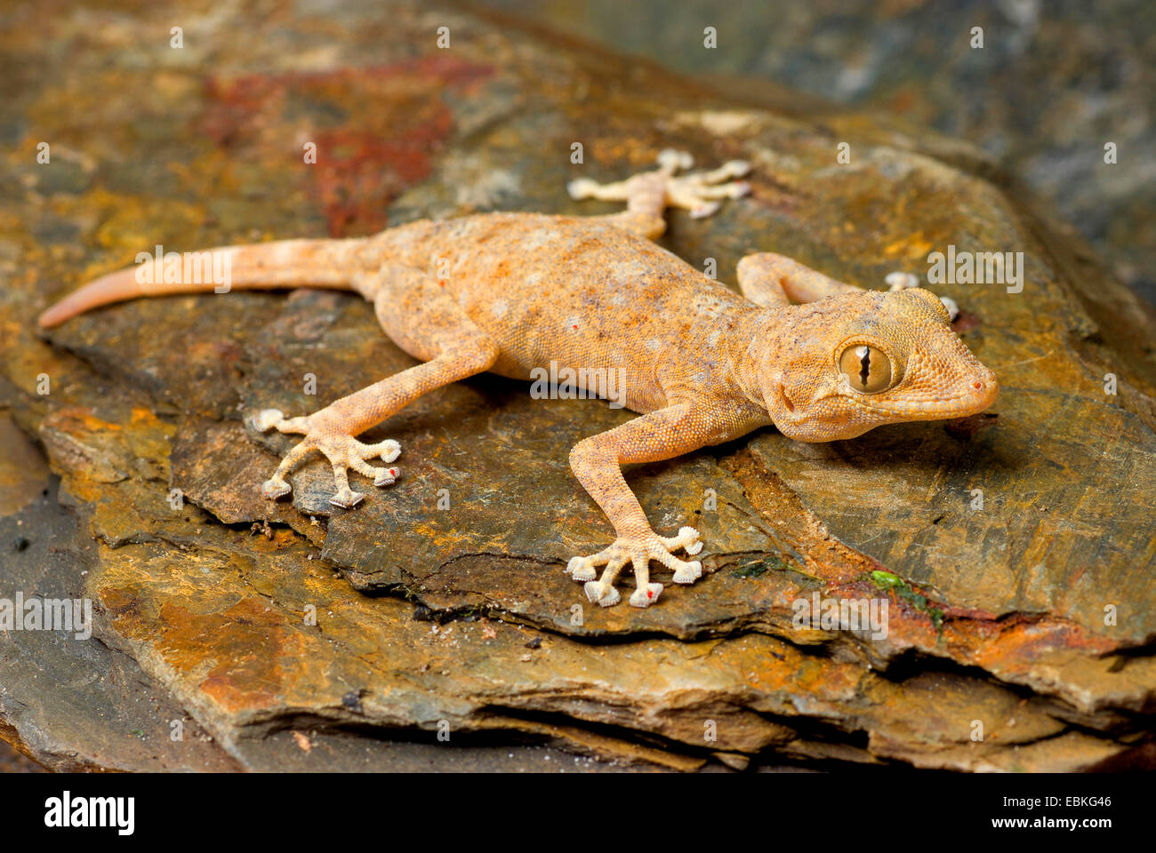 Fan-toed gecko, gecko jaune aux doigts du ventilateur (Ptyodactylus hasselquistii), sur une pierre Banque D'Images