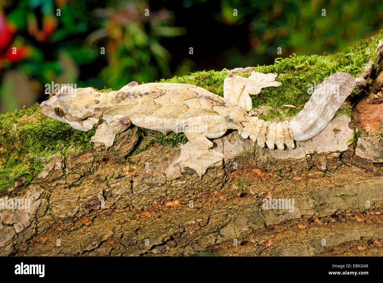 Des geckos, vol à voile à dos lisse Gecko (Ptychozoon lionotum), sur une  branche moussue Photo Stock - Alamy