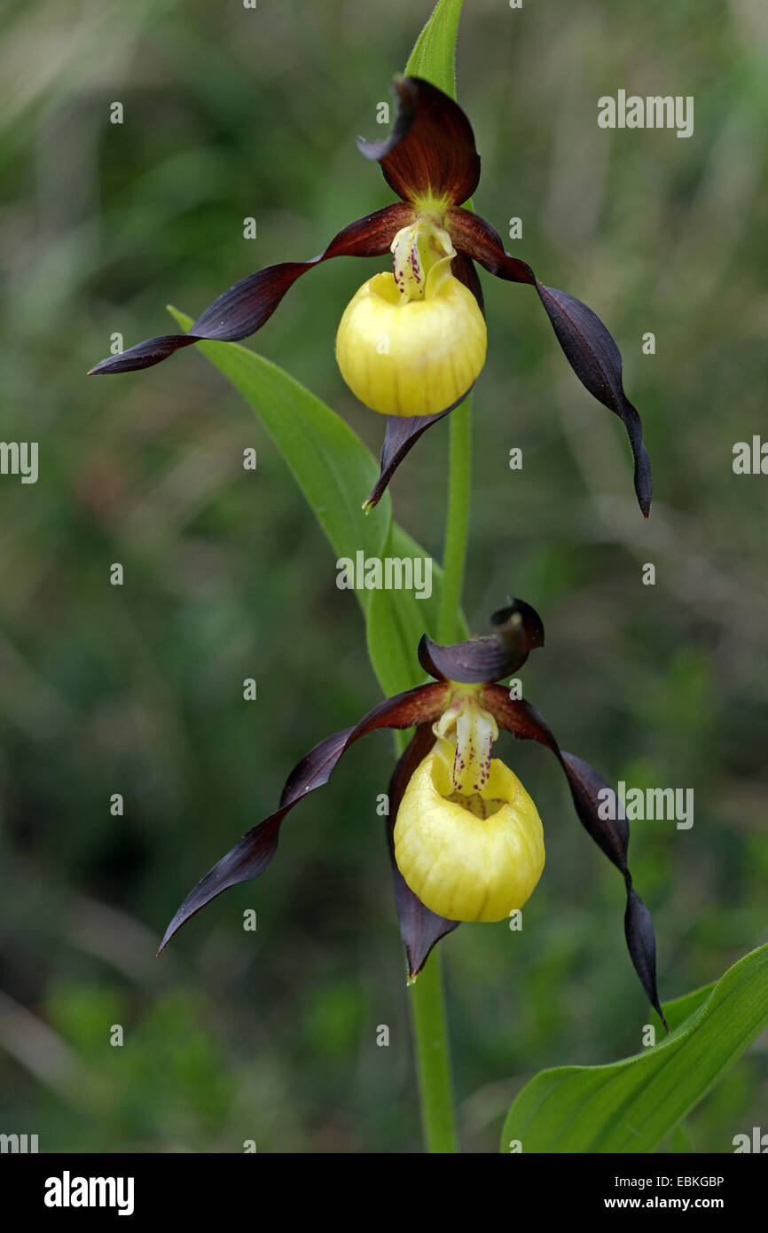 Lady's Slipper orchid (Cypripedium calceolus), avec deux fleurs, l'Italie, le Tyrol du Sud Banque D'Images