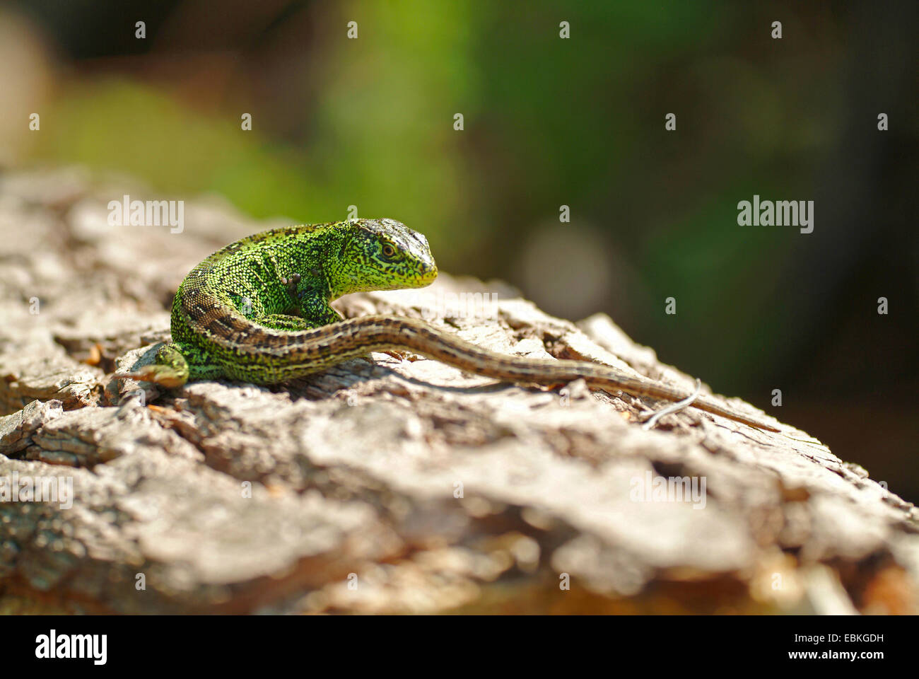 Sand lizard (Lacerta agilis), homme assis sur l'écorce, Allemagne Banque D'Images