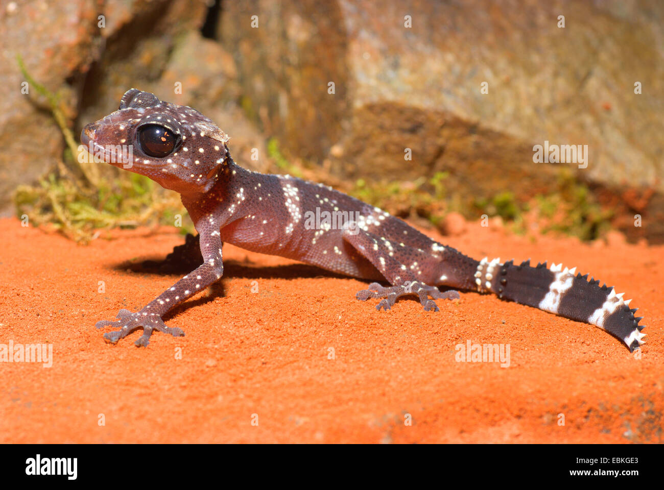 Madagascar trop Gecko (Paroedura masobe), assis en face d'une pierre dans le sable Banque D'Images