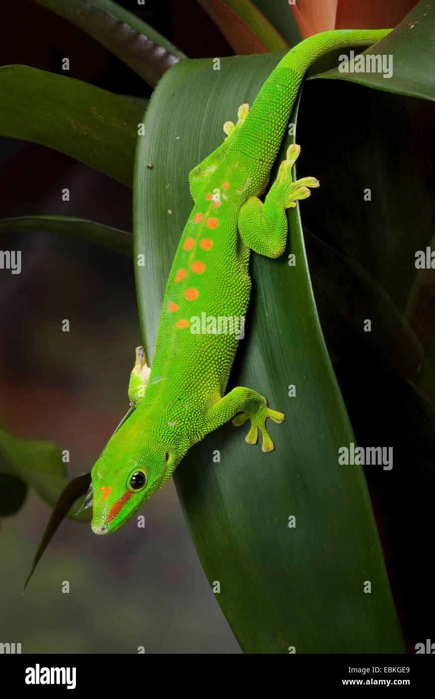 Gecko géant de Madagascar (Phelsuma madagascariensis jour grandis, Phelsuma grandis), assis la tête la première sur une feuille Banque D'Images