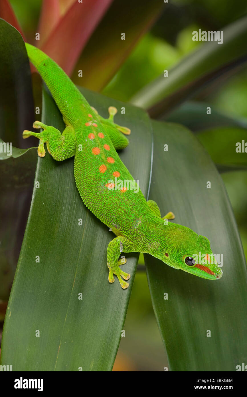 Gecko géant de Madagascar (Phelsuma madagascariensis jour grandis, Phelsuma grandis), assis sur une feuille Banque D'Images