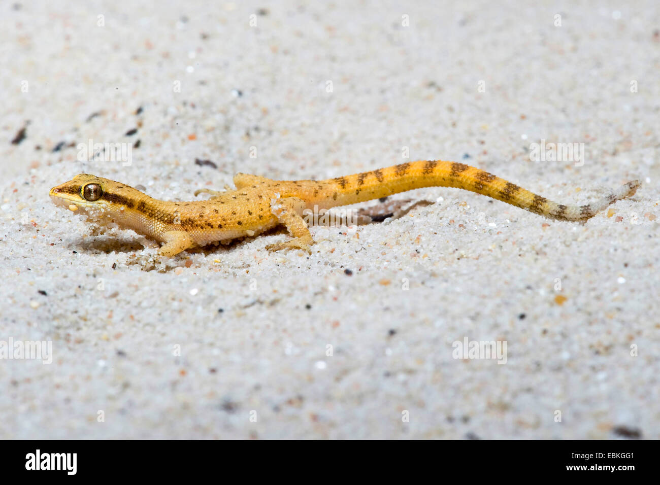 Dwarf Gecko désertique (Tropiocolotes bisharicus), la marche sur le sable Banque D'Images
