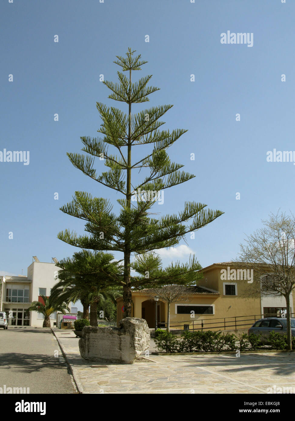 le-norfolk-araucaria-heterophylla-pin-araucaria-excelsa-arbres-d