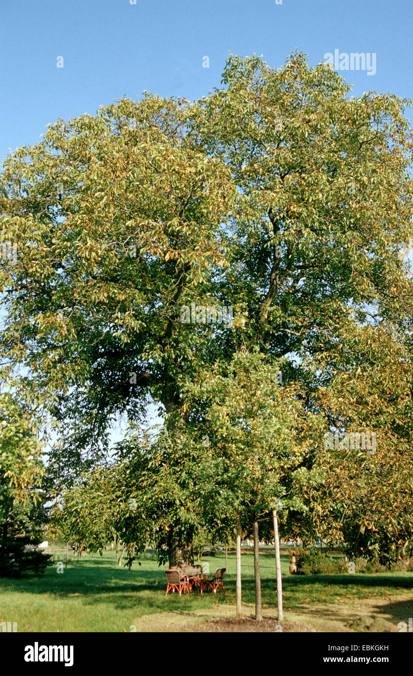 Noyer (Juglans regia), seul arbre Banque D'Images