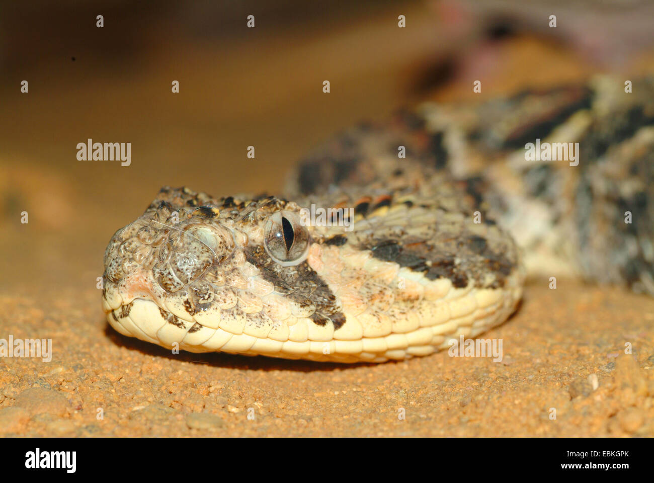 Bitis arietans puff adder (Bitis, lachesis), portrait Banque D'Images