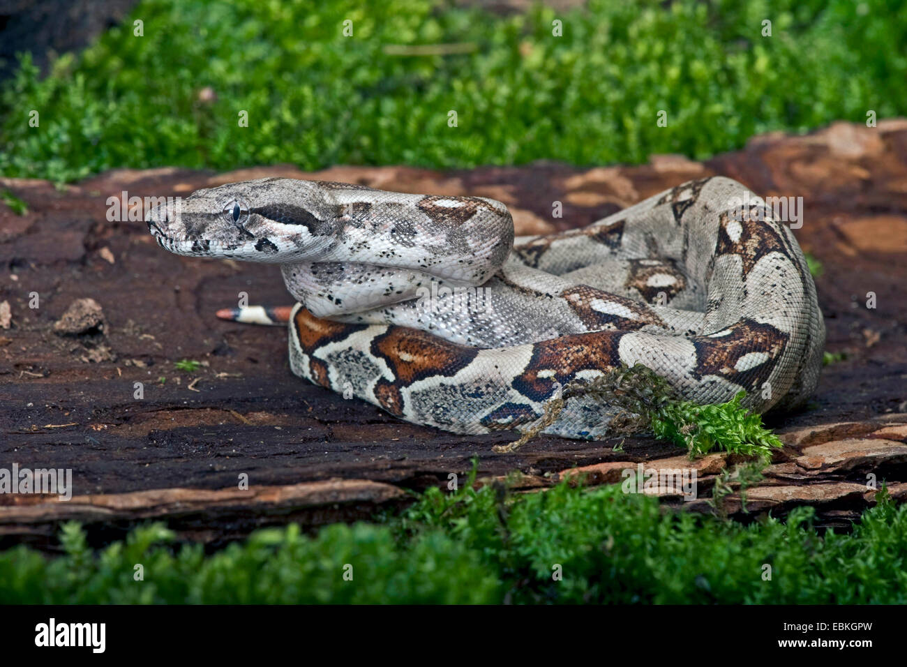 Red-tailed Boa constrictor (Boa constrictor), rolled-up Banque D'Images