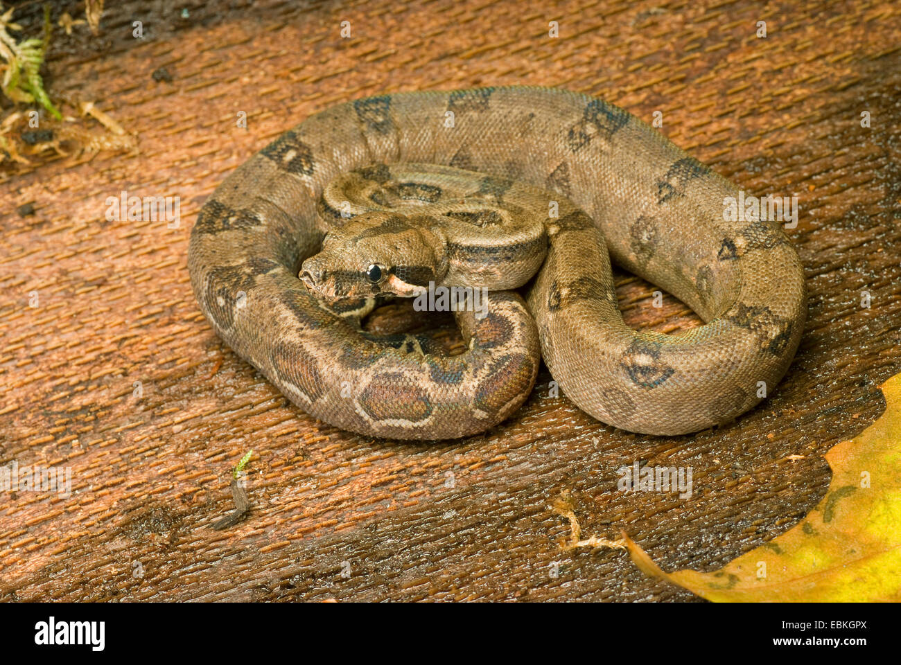 Red-tailed Boa constrictor (Boa constrictor), rolled-up Banque D'Images