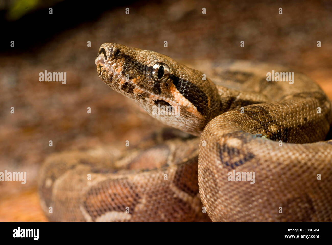 Red-tailed Boa constrictor (Boa constrictor), portrait Banque D'Images