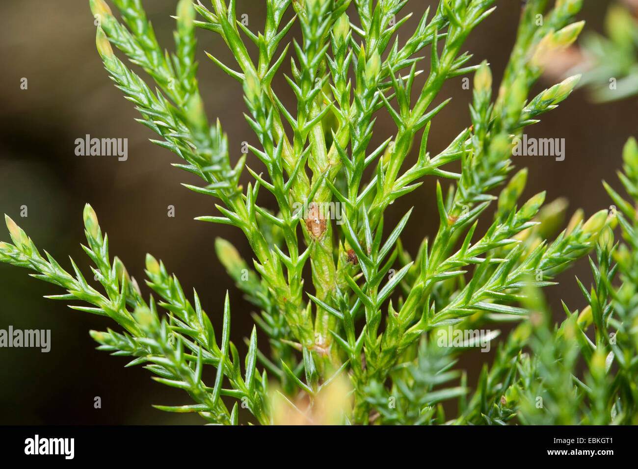 Savin Juniper, Sabine (Juniperus sabina), branche, Allemagne Banque D'Images