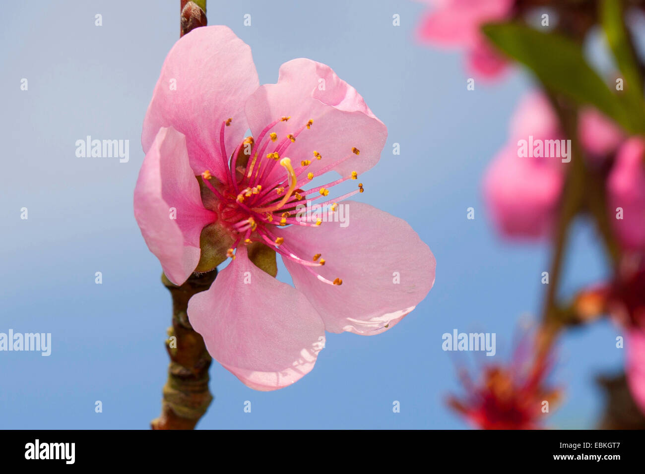 Pêche (Prunus persica var. persica), fleurs Banque D'Images