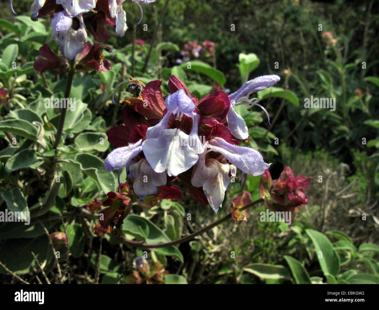 Roulement à Apple, Cretean sauge Sauge (Salvia pomifera), la floraison, la Grèce, Péloponnèse Banque D'Images