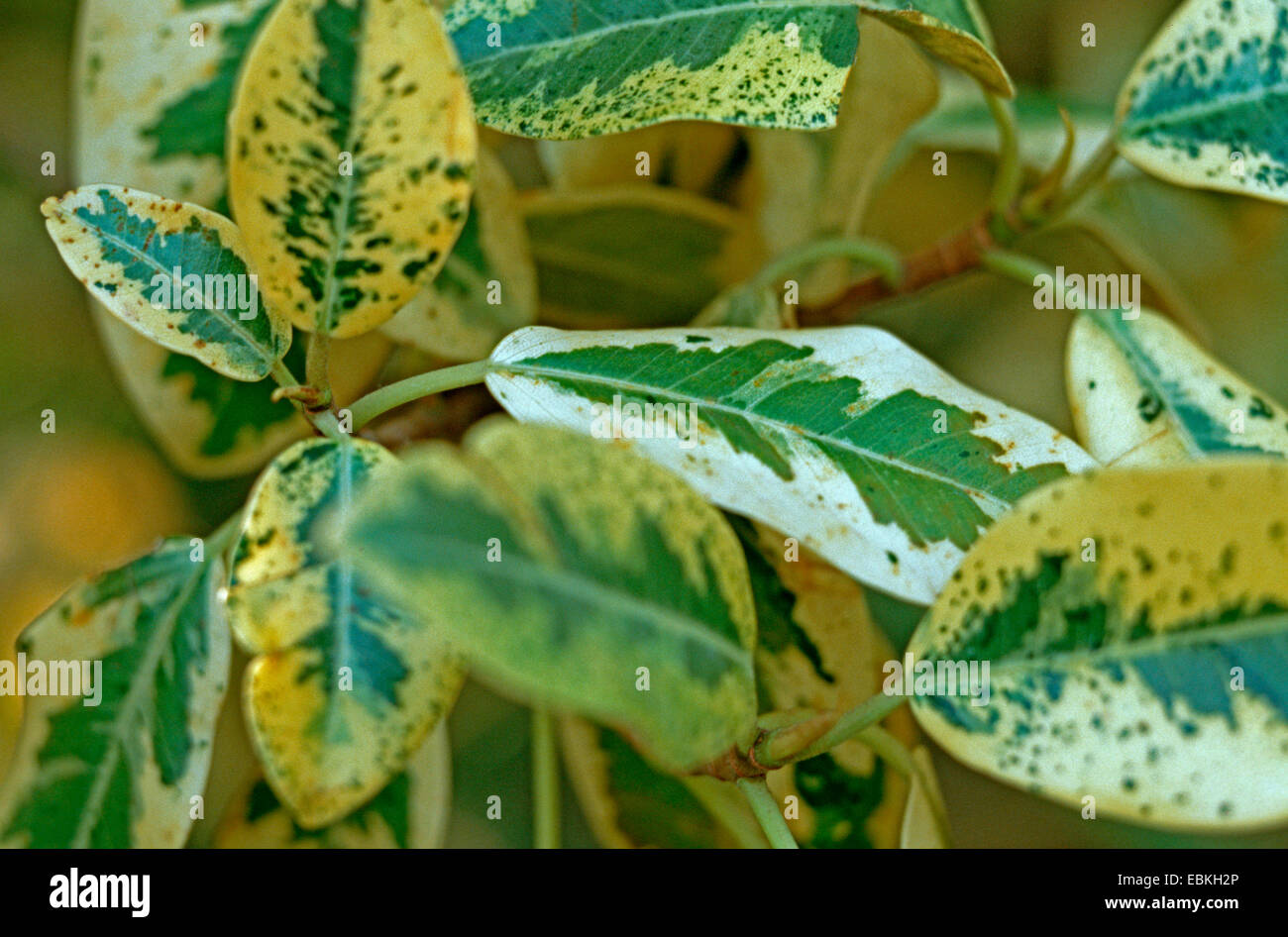 Port Jackson Fig, Rusty-Leaf (Fig Ficus rubiginosa variegata, Ficus australis Variegata variegata cultivar), Banque D'Images