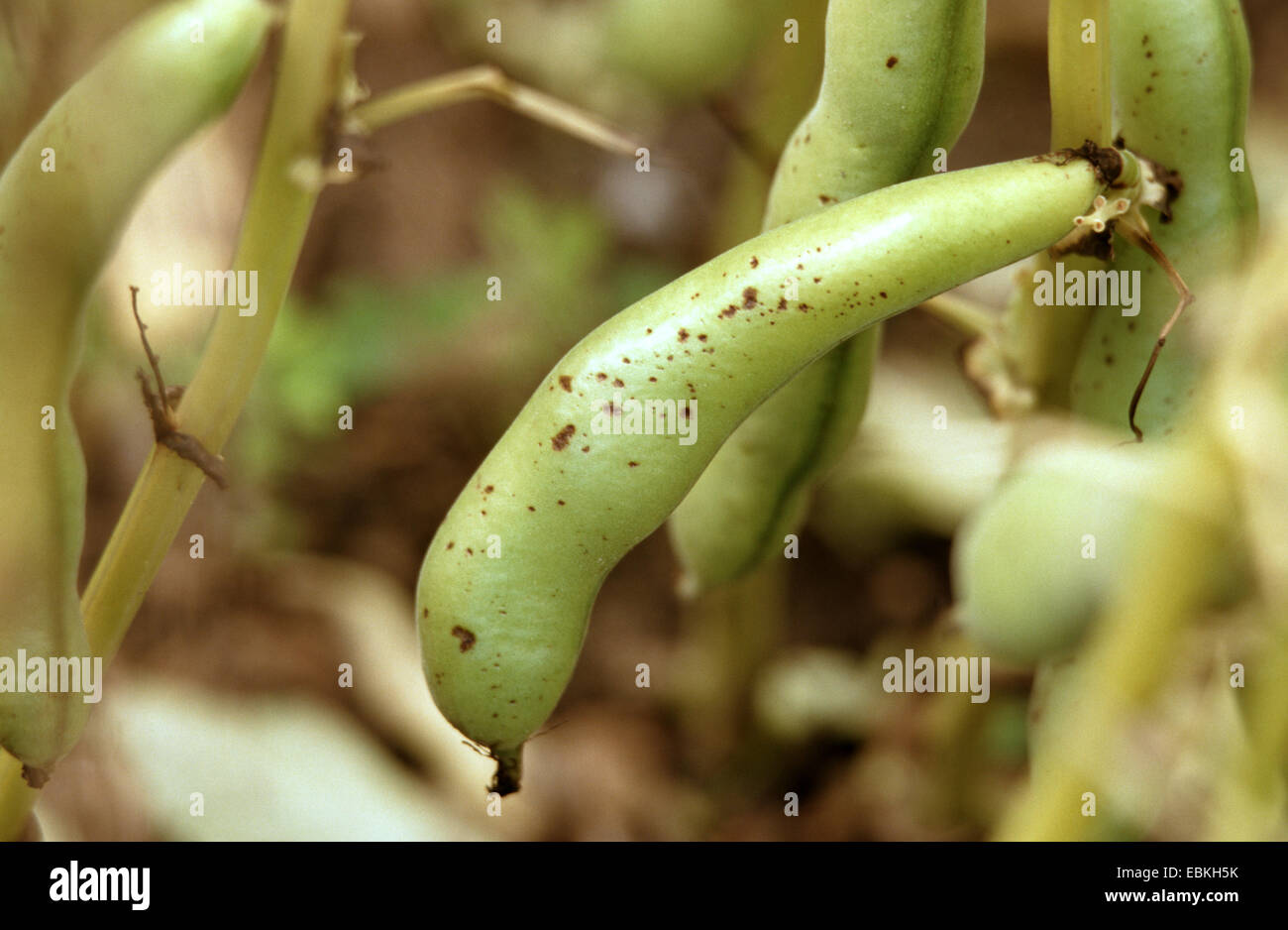 Fèves (Vicia faba Staygreen, Vicia faba 'taygreen'), le cultivar Staygreen, les jeunes fruits avec des dommages par Pseudomonas syringae pv. phaseolicola Banque D'Images
