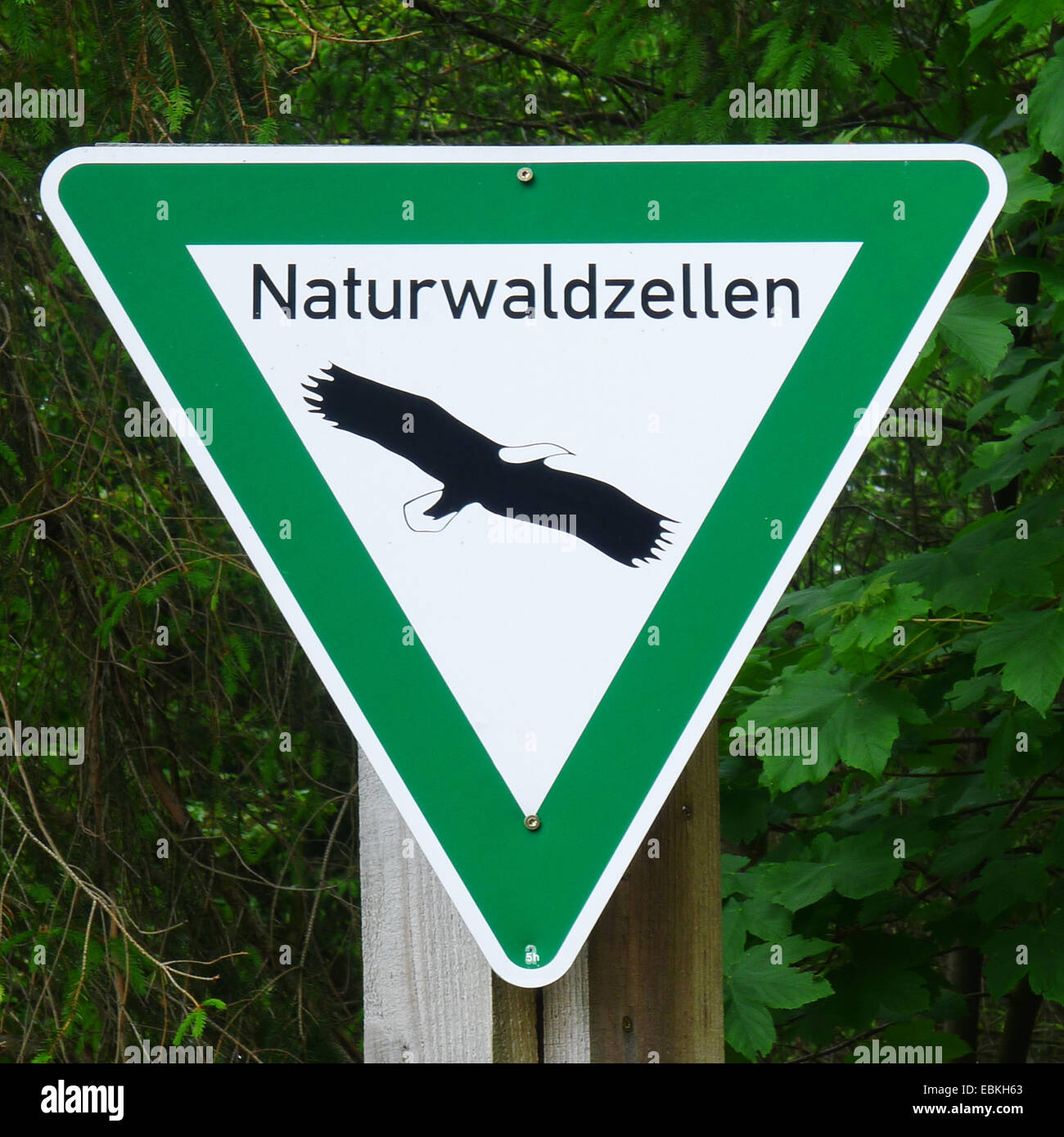 Panneau "forêt naturelle des cellules dans une forêt, en Allemagne, en Rhénanie du Nord-Westphalie, Rhénanie-Palatinat Banque D'Images