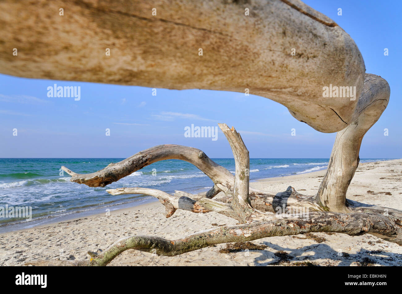 Squelette de l'arbre sur la plage, l'Allemagne, de Mecklembourg-Poméranie occidentale, Nationalpark Vorpommersche Boddenlandschaft Banque D'Images