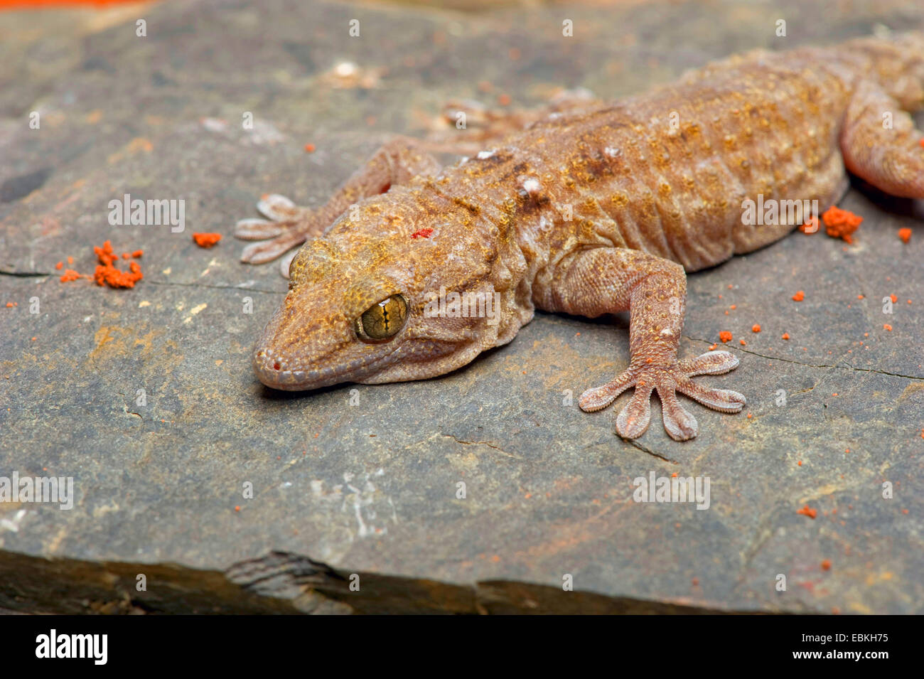 Gecko tacheté blanc (Tarentola annularis), sur une pierre Banque D'Images