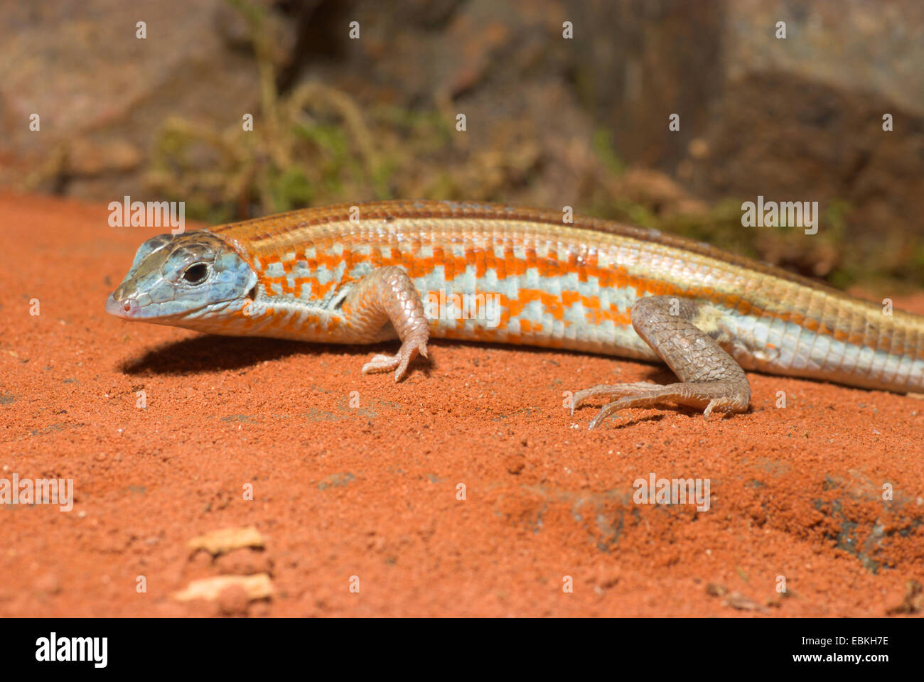 Lézard plaqué malgache (Tracheloptychus petersi), sur le sol sableux Banque D'Images