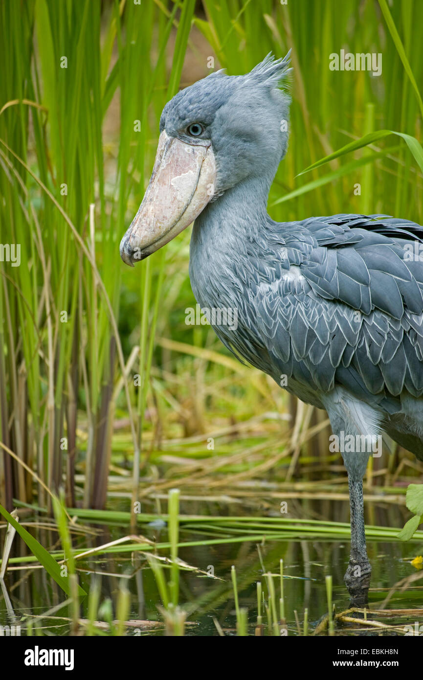 À tête de baleine cigogne, bec-en-sabot du Nil (Balaeniceps rex), debout dans le roseau Banque D'Images