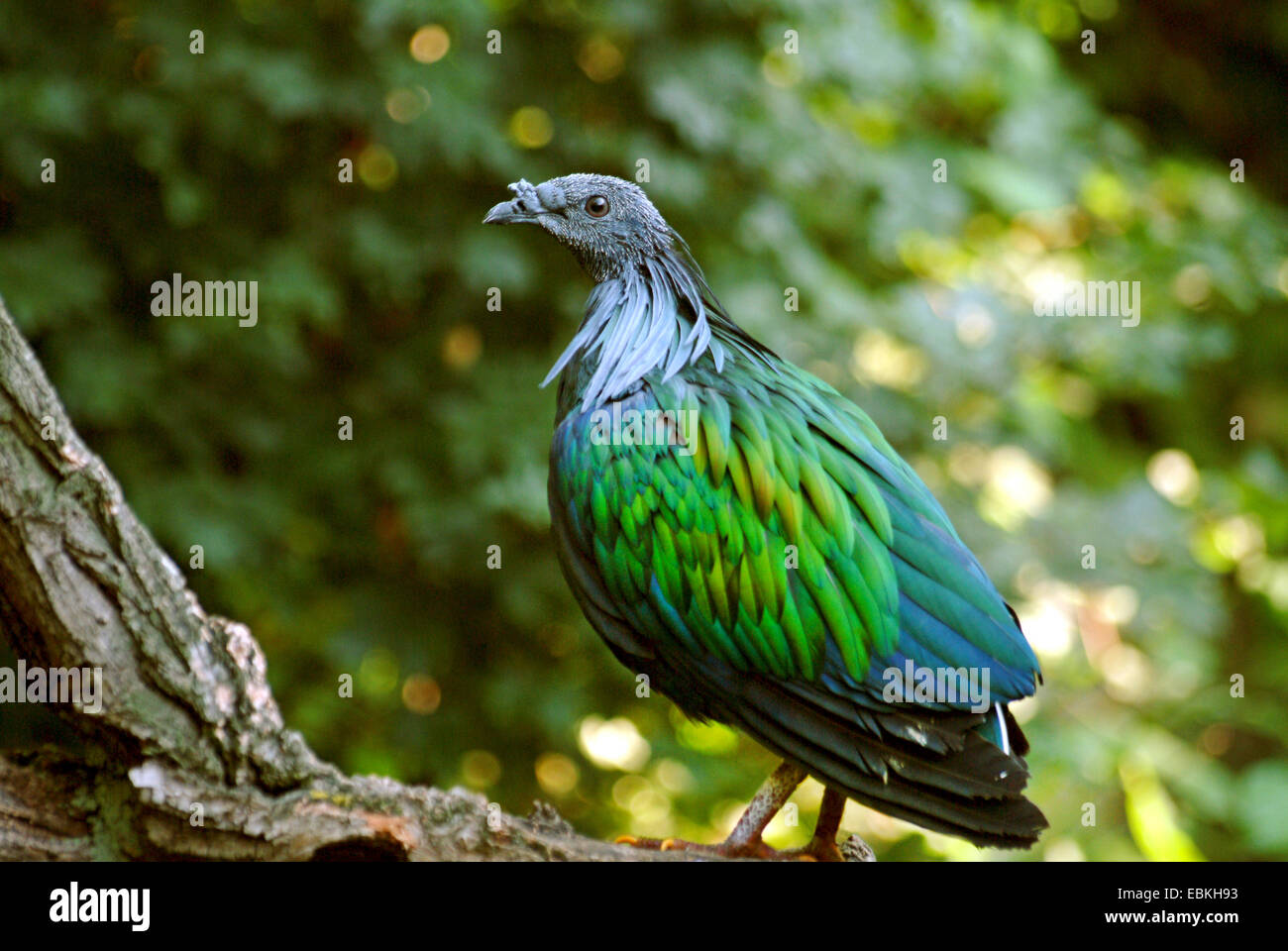 Pigeon nicobar (Caloenas nicobarica), assis sur le bois mort Banque D'Images