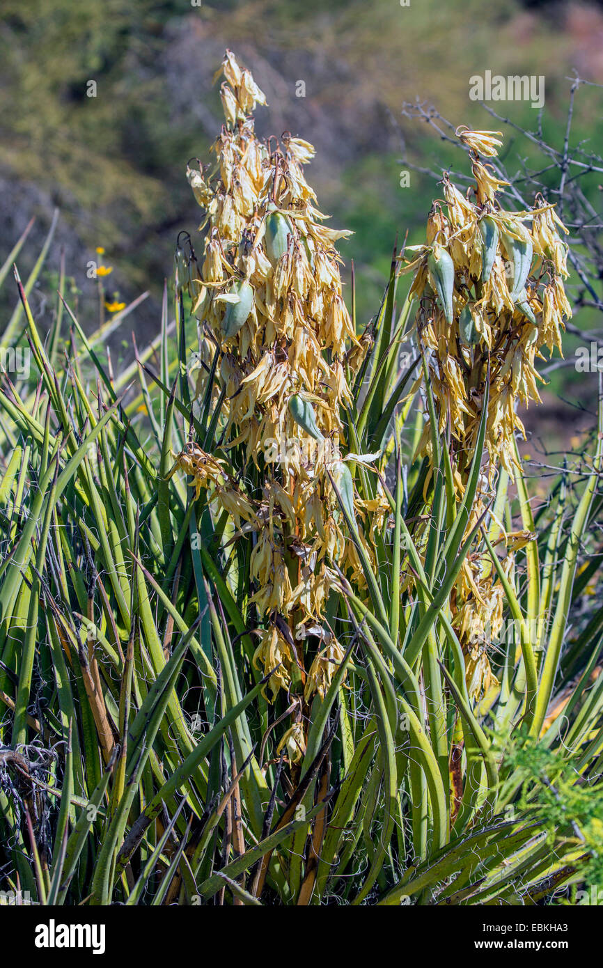 Yucca Yucca Datil, banane (Yucca baccata), avec des fruits, USA, Arizona, Phoenix Banque D'Images