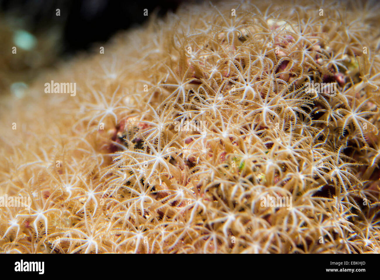 Les polypes (Clavularia Star spec.), colony Banque D'Images