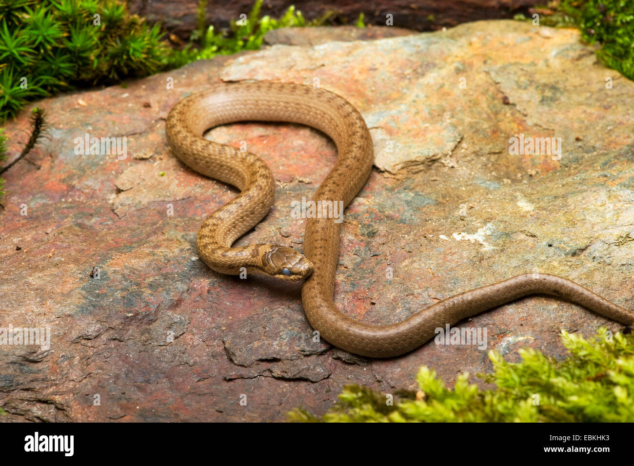 Couleuvre lisse (Coronella austriaca), sur une pierre, Allemagne Banque D'Images