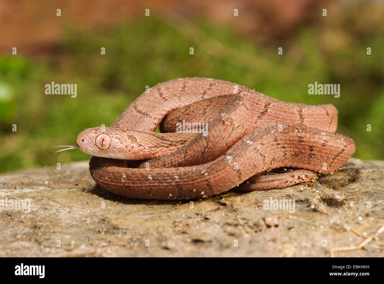 Manger des oeufs, des oeufs de serpent africain-serpent Dasypeltis scabra (manger), rolled-up Banque D'Images