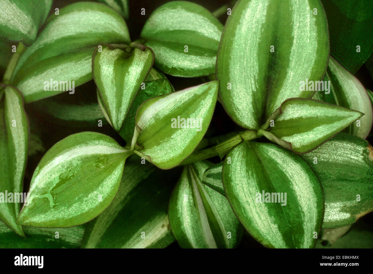 Juif Errant (Zebrina pendula, Tradescantia zebrina), le cultivar Quadricolor Banque D'Images