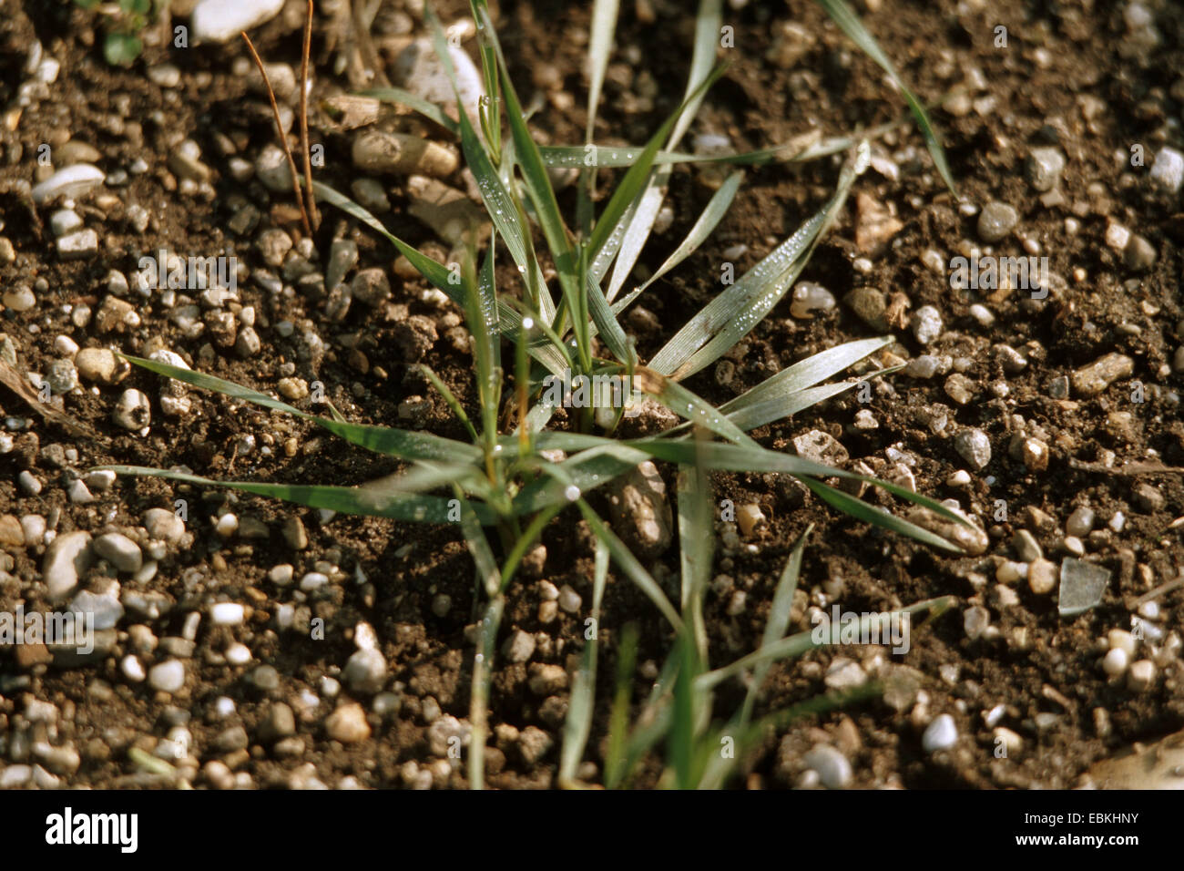 Le blé dur (Triticum turgidum convar. compositum var. columbianum), les jeunes plantes Banque D'Images