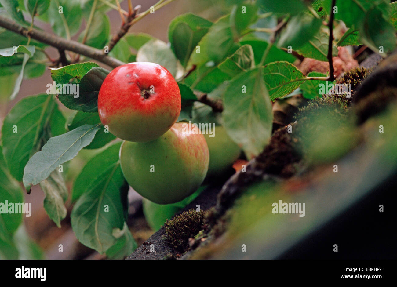 Pommier (Malus domestica 'James Grieve' Malus domestica, James Grieve), des pommes sur un arbre, le cultivar Jamens Grieve Banque D'Images