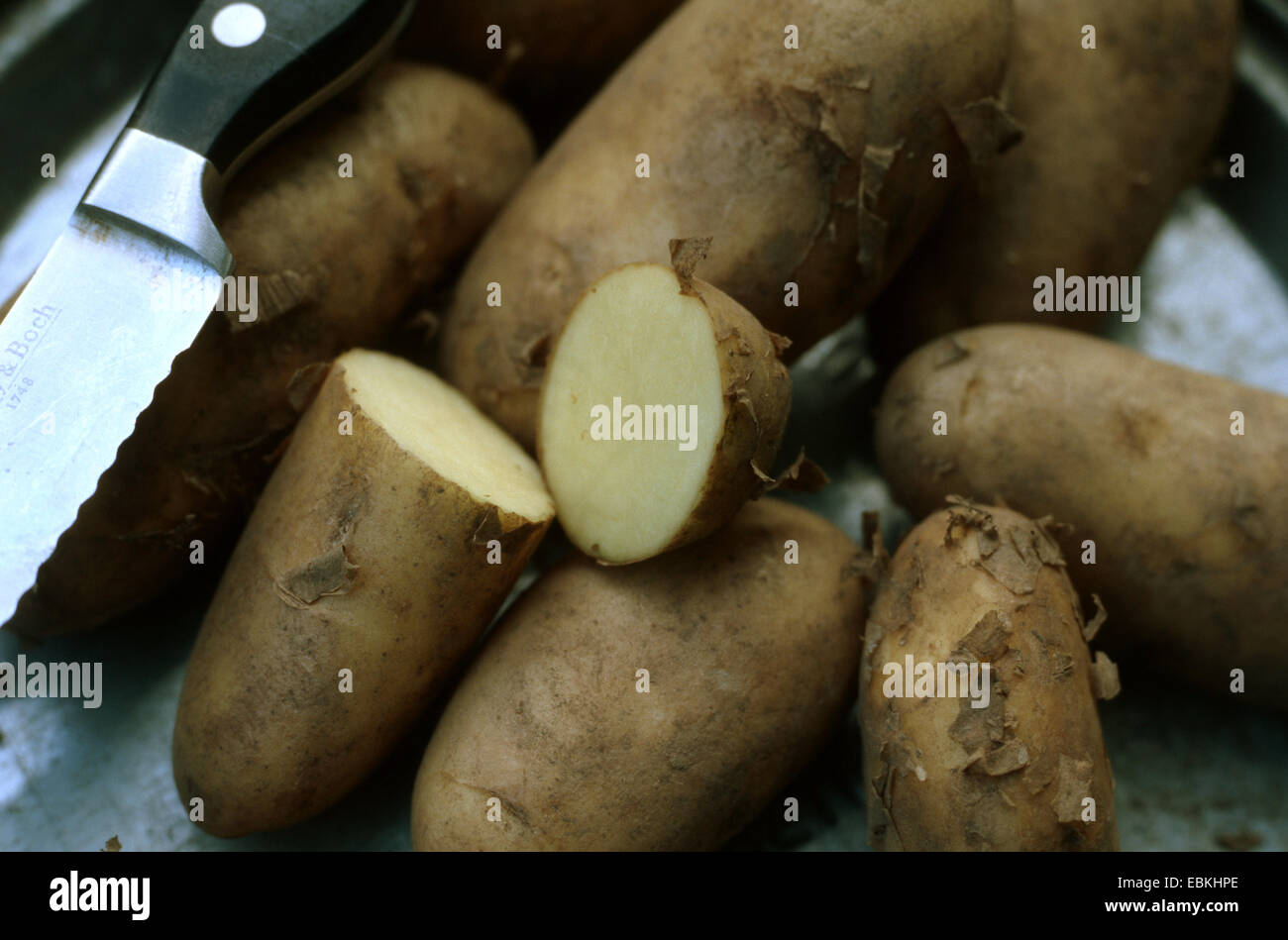 Pomme de terre solanum tuberosum annabelle Banque de photographies et d — free download