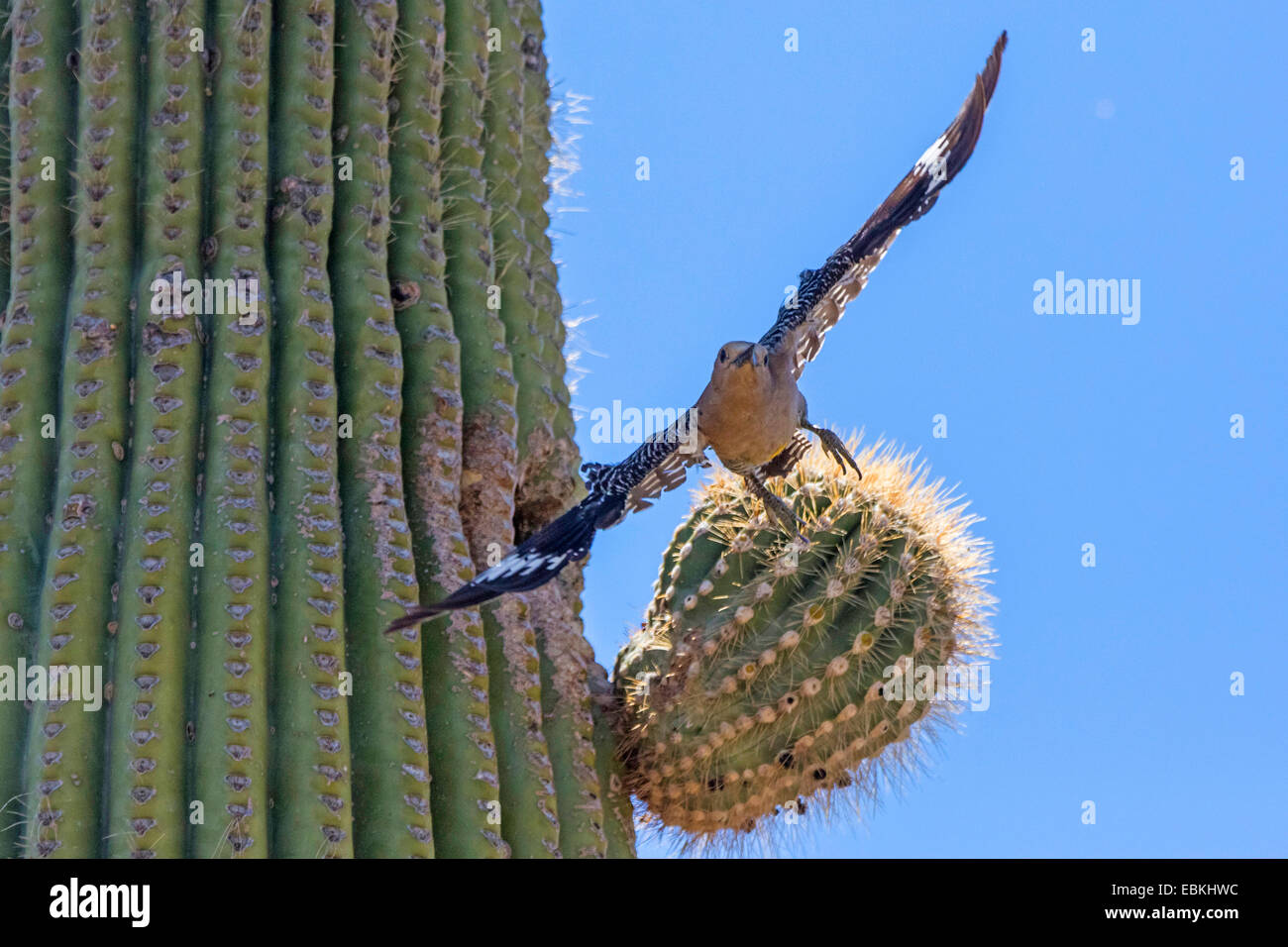 Gila Woodpecker (Melanerpes uropygialis), voler hors de la grotte de reproduction dans un Saguaro, USA, Arizona, Phoenix Banque D'Images