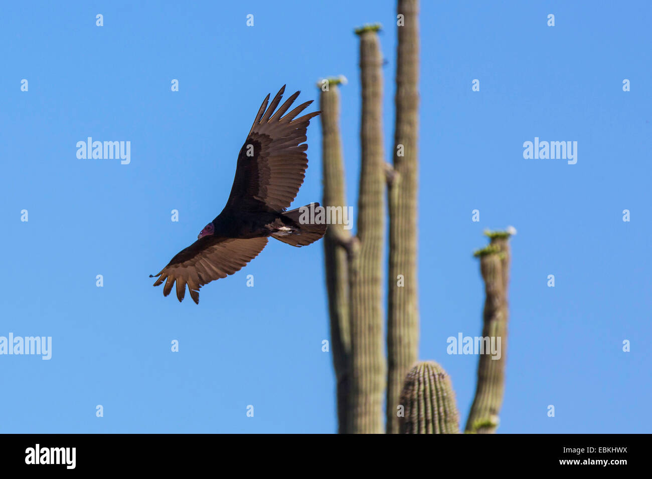 Urubu à tête rouge (Cathartes aura), volant sur l'avant d'un Saguaro en fleurs, USA, Arizona, Phoenix Banque D'Images