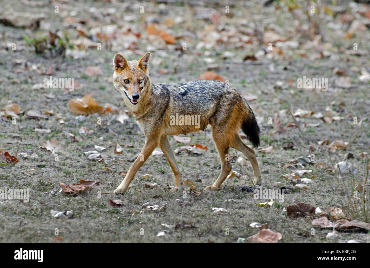 Le chacal doré (Canis aureus), femme, Inde, Madhya Pradesh Banque D'Images