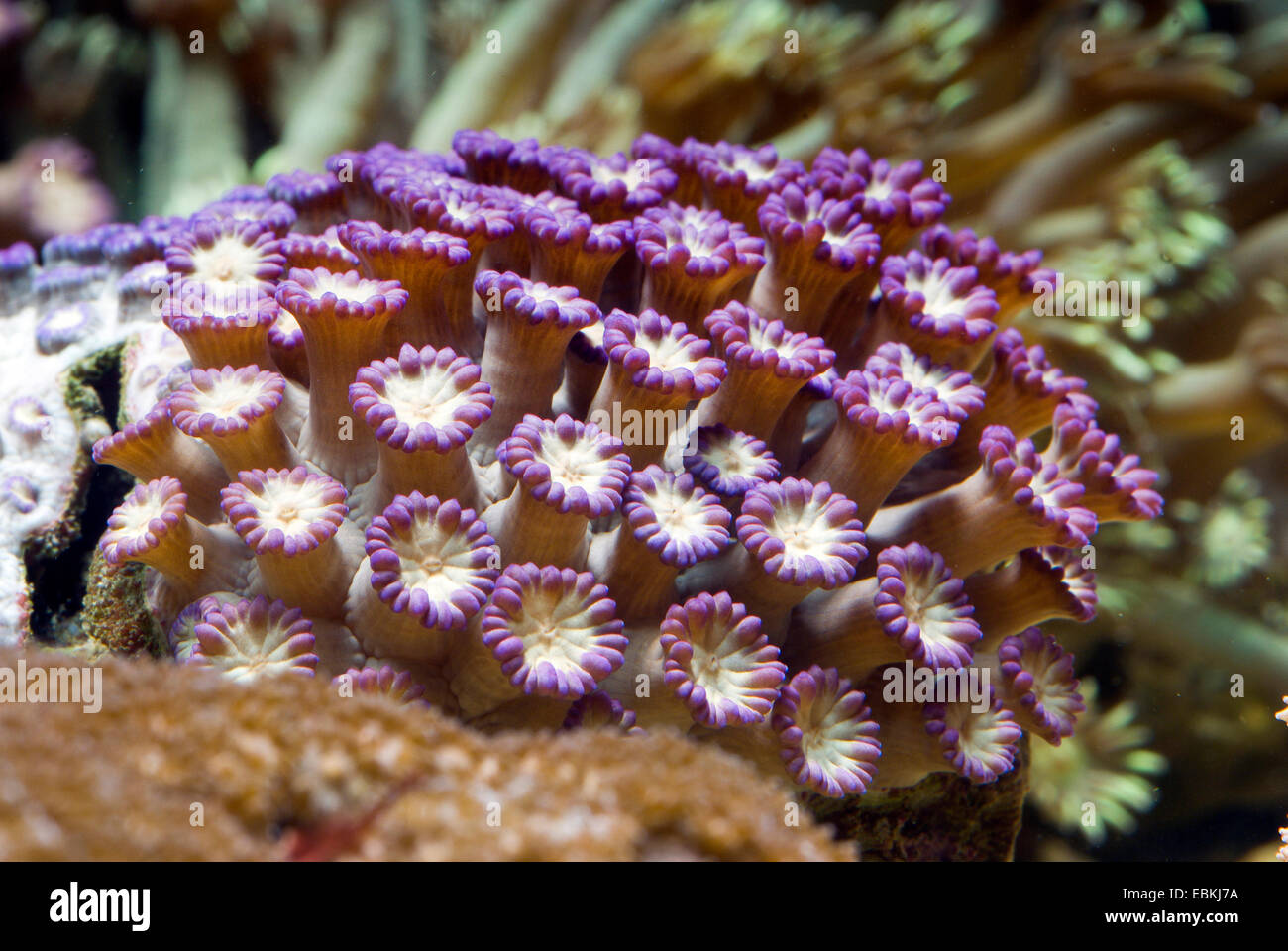 Pot de fleurs corail (Goniopora spec.), colonie Banque D'Images
